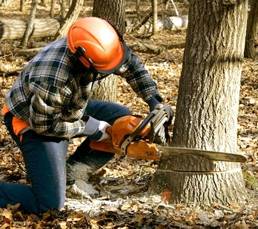 Tree Removal in The Plains, OH